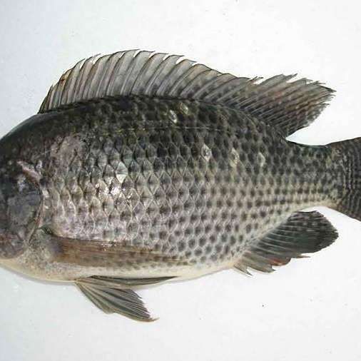 羅非魚養殖需要哪些設備？