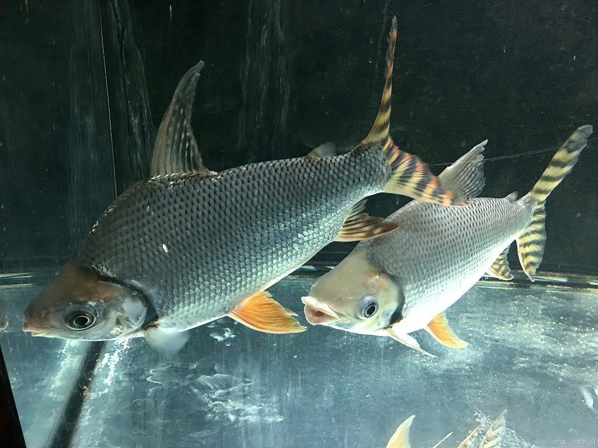 羅非魚養殖需要哪些設備？