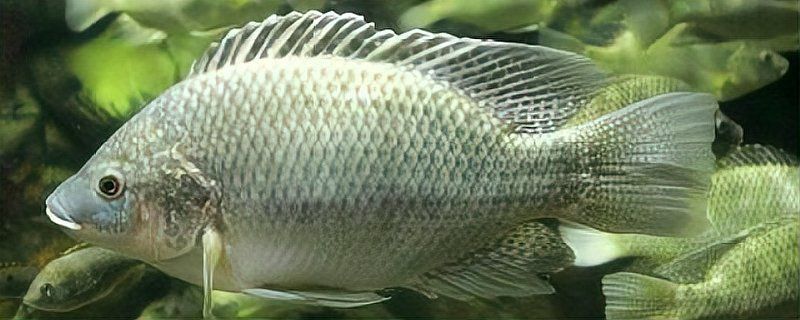 羅非魚養殖需要哪些設備？