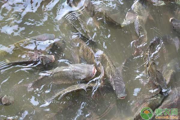 羅非魚養殖需要哪些設備？