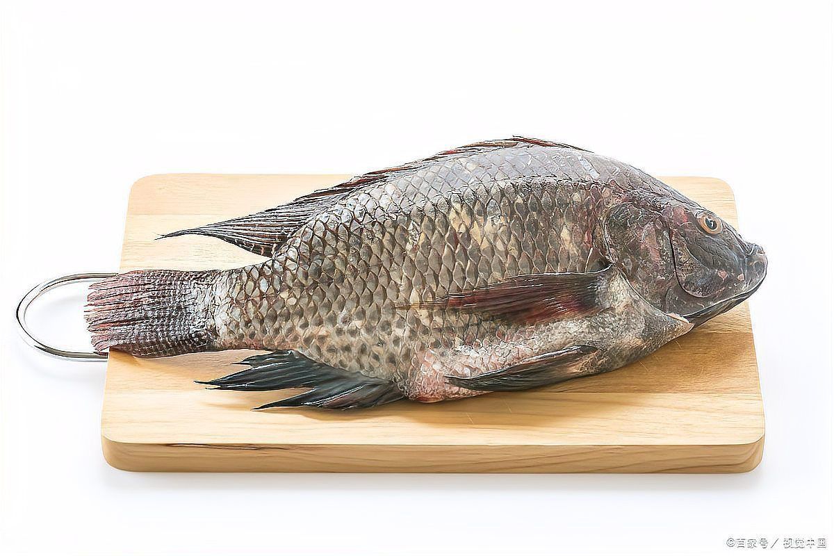 羅非魚養殖需要哪些設備？