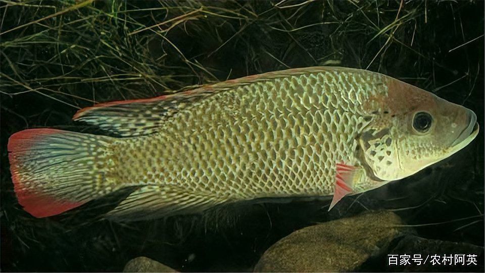 羅非魚養殖需要哪些設備？
