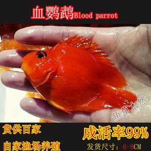 龍魚最小用幾米的缸養(yǎng)好：對于龍魚最小的缸養(yǎng)尺寸