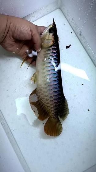 過背金龍魚尾巴是什么顏色的圖片