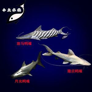 撒旦鴨嘴魚和金龍魚混養：撒旦鴨嘴魚和金龍魚混養怎么辦