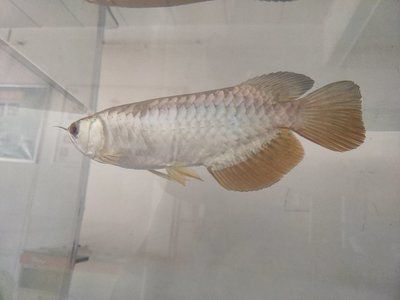 龍魚進口限制品種：進口龍魚的限制及其原因