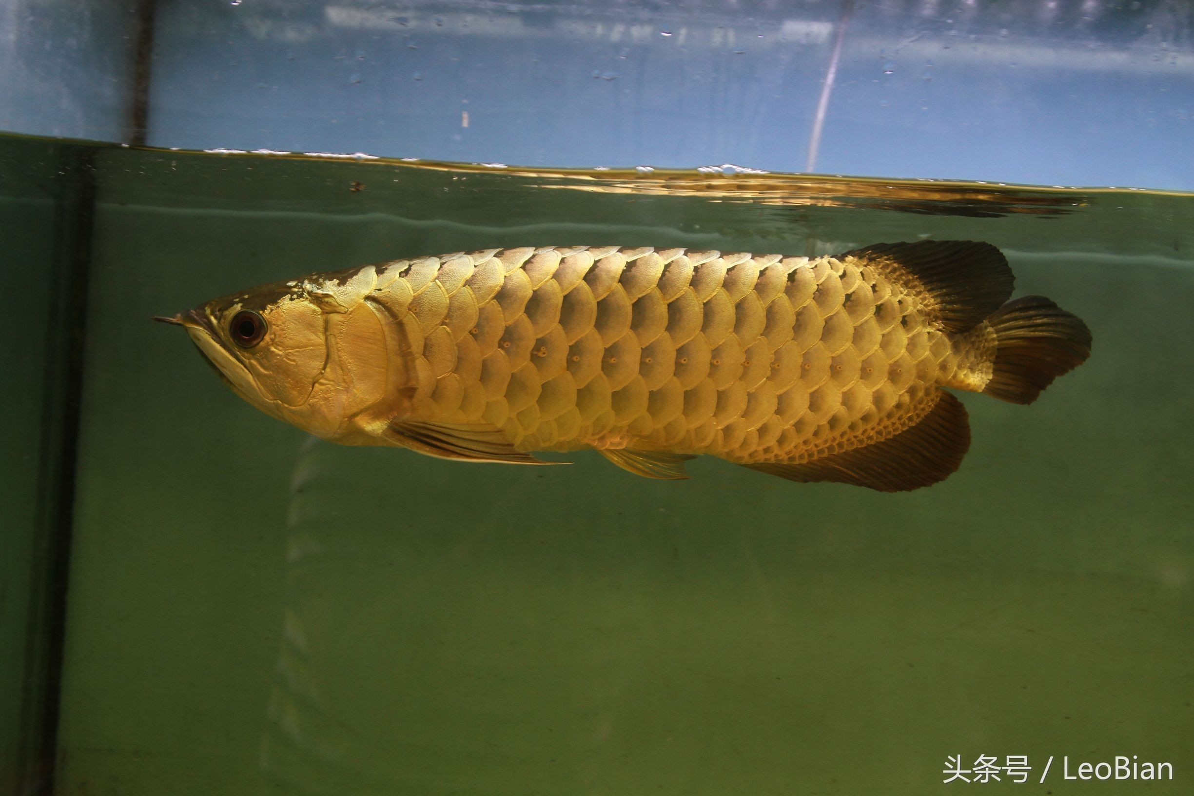 金龍魚(yú)鑒別，如何辨別金龍魚(yú)的真?zhèn)? title=