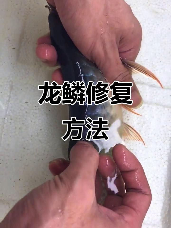 如何快速恢復龍魚鱗爛？
