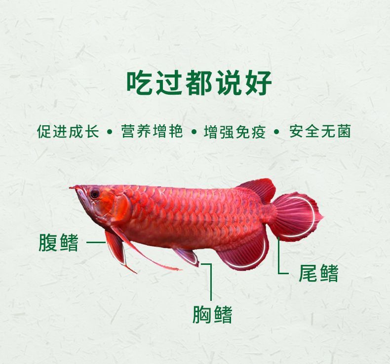 紅龍魚怎么增色好看（紅龍魚怎么養容易發色紅龍魚增色的5種增色方法）