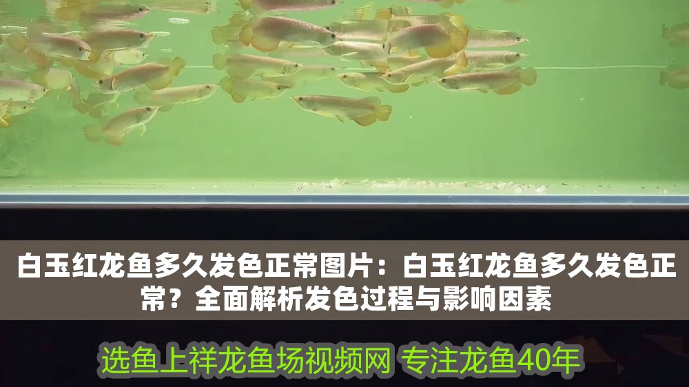 白玉紅龍魚多久發色正常圖片：白玉紅龍魚多久發色正常？全面解析發色過程與影響因素