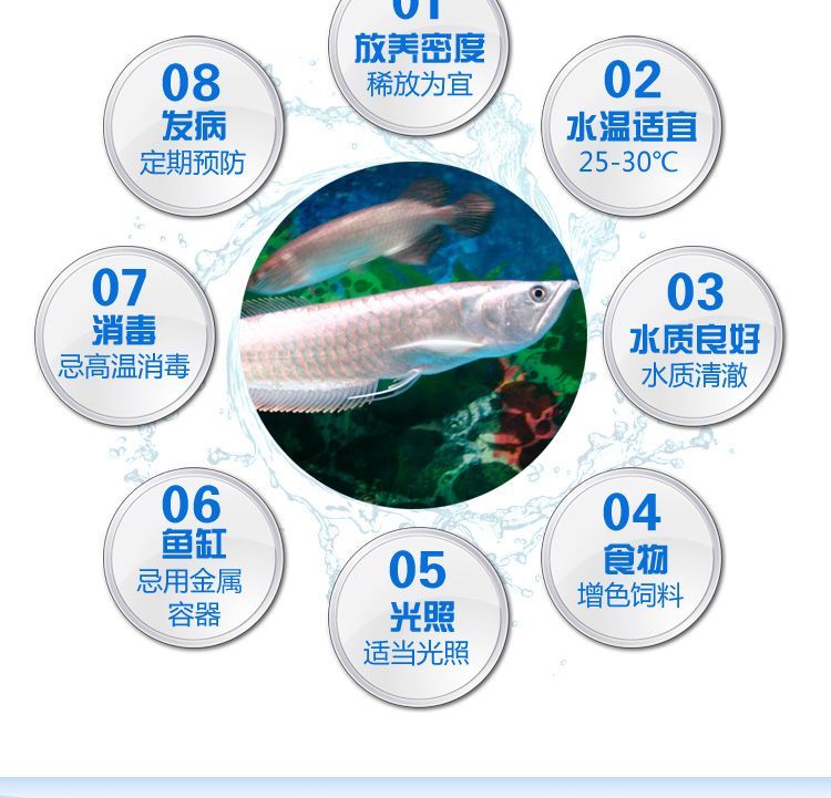 銀龍魚苗免疫增強方法：銀龍魚苗專用飼料配方 銀龍魚苗免疫增強方法：銀龍魚苗專用飼料配方 龍魚百科 第4張