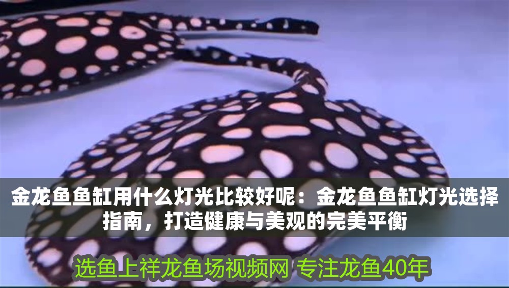 金龍魚魚缸用什么燈光比較好呢：金龍魚魚缸燈光選擇指南，打造健康與美觀的完美平衡