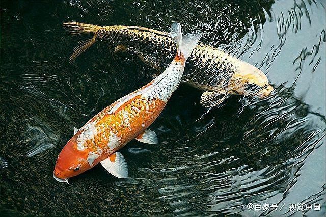 鑒別過背金龍光照影響 鑒別過背金龍光照影響 龍魚百科 第3張