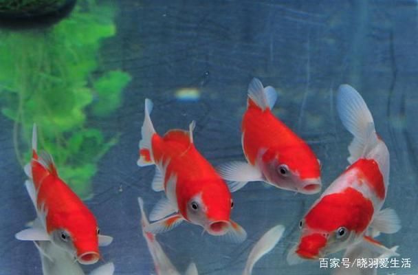 如何調(diào)節(jié)魚缸內(nèi)的光照強(qiáng)度（夏季魚缸光照管理技巧，冬季魚缸光照增強(qiáng)方法）