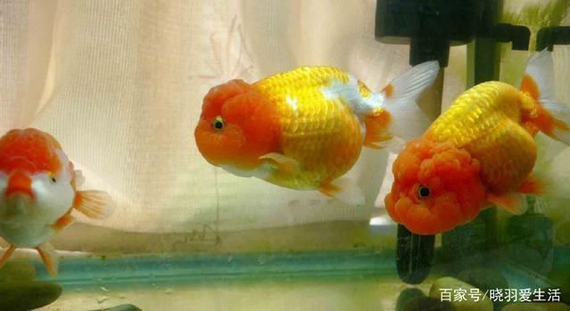 如何調(diào)節(jié)魚缸內(nèi)的光照強(qiáng)度（夏季魚缸光照管理技巧，冬季魚缸光照增強(qiáng)方法）