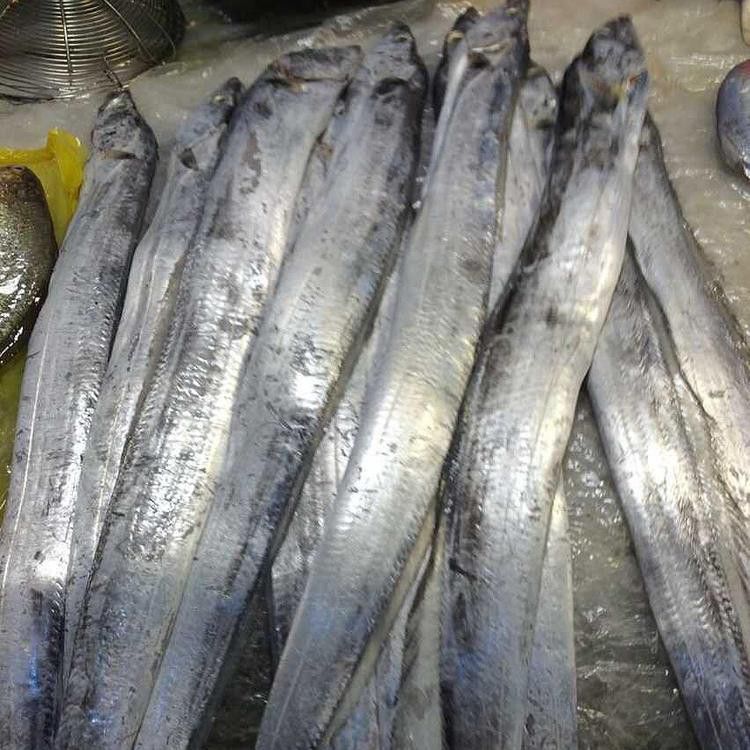 東海小白龍魚價格表圖片