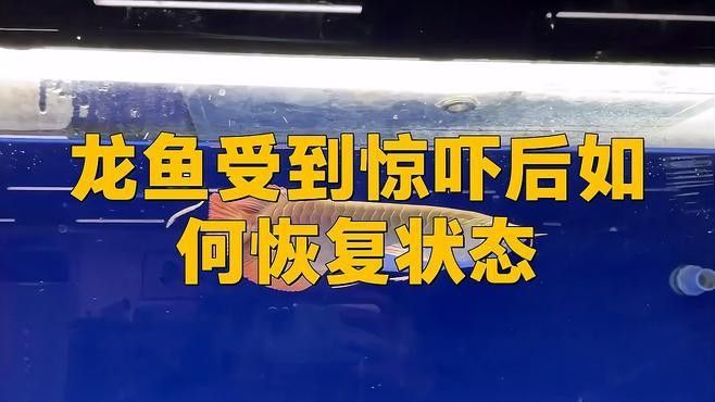 龍魚運(yùn)輸休克后如何急救？