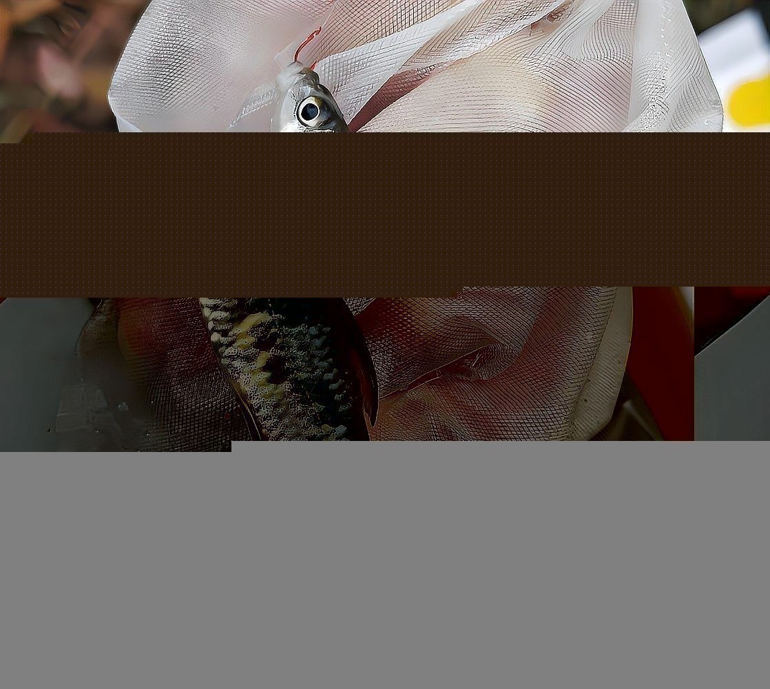 龍魚運輸休克后如何急救？