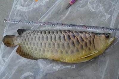 龍魚怎么分辨公母：如何分辨龍魚公母