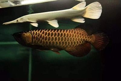 龍魚打架受傷了怎么辦，龍魚打架受傷后怎么辦