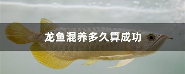 龍魚打架受傷了怎么辦，龍魚打架受傷后怎么辦