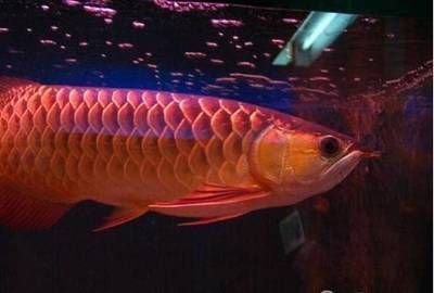 洗完濾材龍魚身上有白（龍魚身上出現(xiàn)白點(diǎn)可能由多種因素引起）