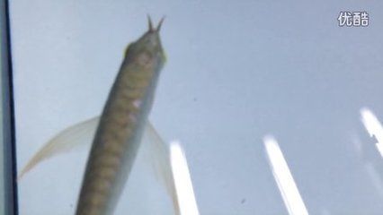 洗完濾材龍魚身上有白（龍魚身上出現(xiàn)白點(diǎn)可能由多種因素引起）