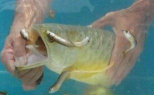 龍魚嘴巴爛了怎么辦啊：龍魚嘴巴爛了可能是由于多種原因造成的，如何判斷龍魚爛嘴原因