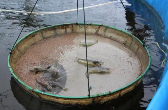 蘭州龍魚哪家好養殖的 蘭州龍魚哪家好養殖的 龍魚百科 第12張