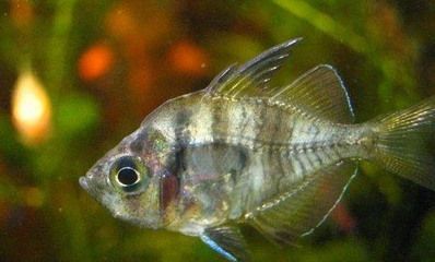 20厘米金龍魚最佳溫度是多少度呢（20厘米的金龍魚應該保持最佳水溫是24-28攝氏度）
