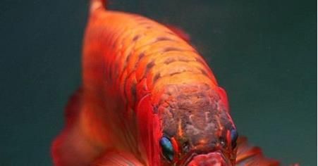紅龍魚(yú)的功效和作用（權(quán)威科學(xué)研究表明紅龍魚(yú)具有特殊功效和作用和作用）