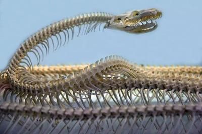 龍魚(yú)有片鱗翹起來(lái)：龍魚(yú)鱗片翹起可能是由于多種原因引起的，龍魚(yú)鱗片翹起的原因和處理方法 龍魚(yú)有片鱗翹起來(lái)：龍魚(yú)鱗片翹起可能是由于多種原因引起的，龍魚(yú)鱗片翹起的原因和處理方法 龍魚(yú)百科 第2張