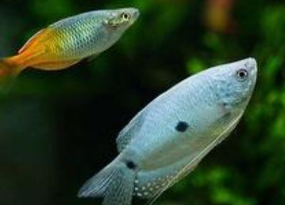 藍龍魚產卵需要分開么：藍龍魚產卵時通常不需要分開則取決于具體情況是否需要分開