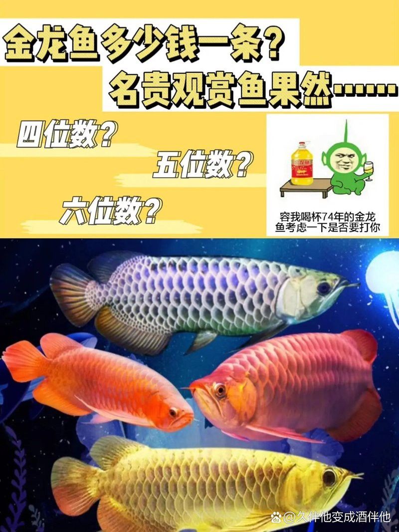 名貴金龍魚多少錢一只 名貴金龍魚多少錢一只 龍魚百科 第10張