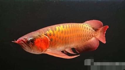 價值百萬的龍魚排名前十（世界十大最貴觀賞魚排行榜金龍魚十大頂級龍魚排名）