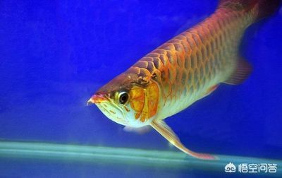 龍魚原生環境怎么樣：龍魚原生地的氣候特點