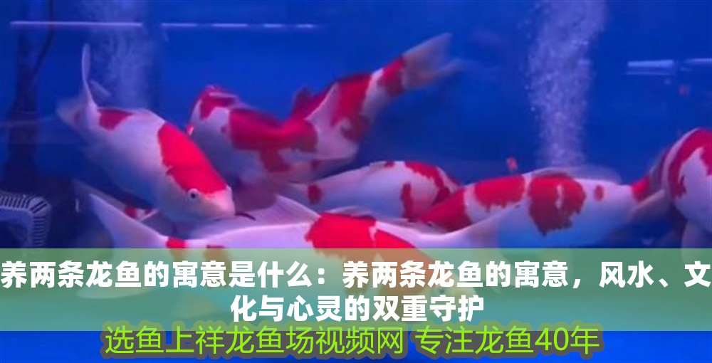 養兩條龍魚的寓意是什么：養兩條龍魚的寓意，風水、文化與心靈的雙重守護