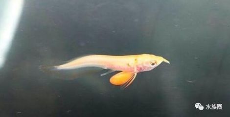 白子銀龍魚(yú)苗怎么養(yǎng)活的快（白子銀龍魚(yú)苗水質(zhì)調(diào)節(jié)技巧，銀龍魚(yú)苗成長(zhǎng)階段變化，如何預(yù)防疾病）