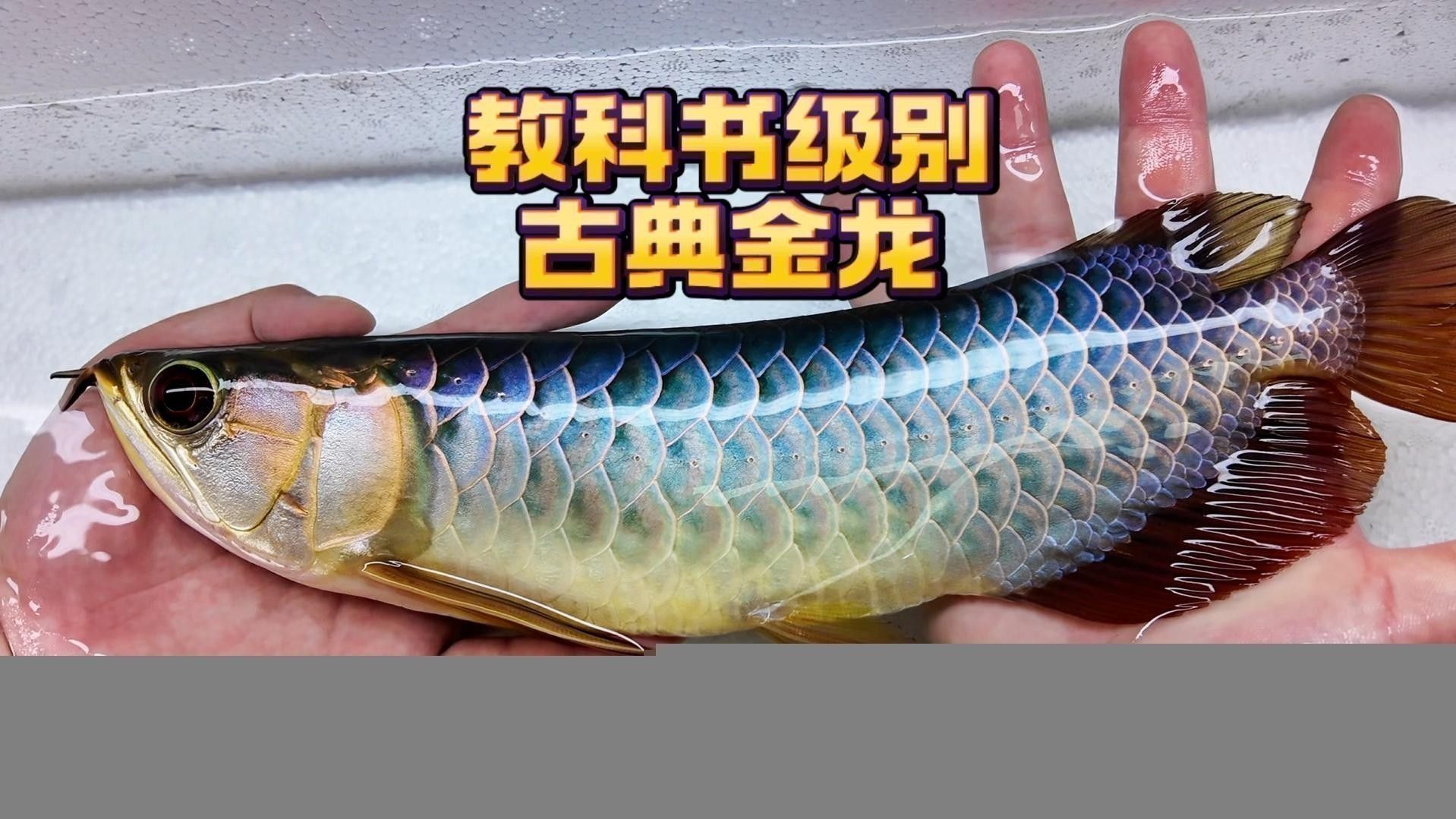 如何挑選高品質的古典藍金龍魚？