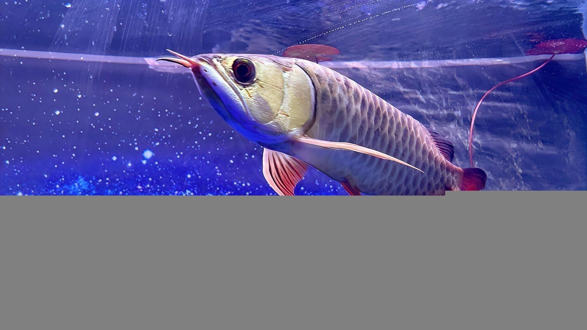 如何挑選高品質的古典藍金龍魚？