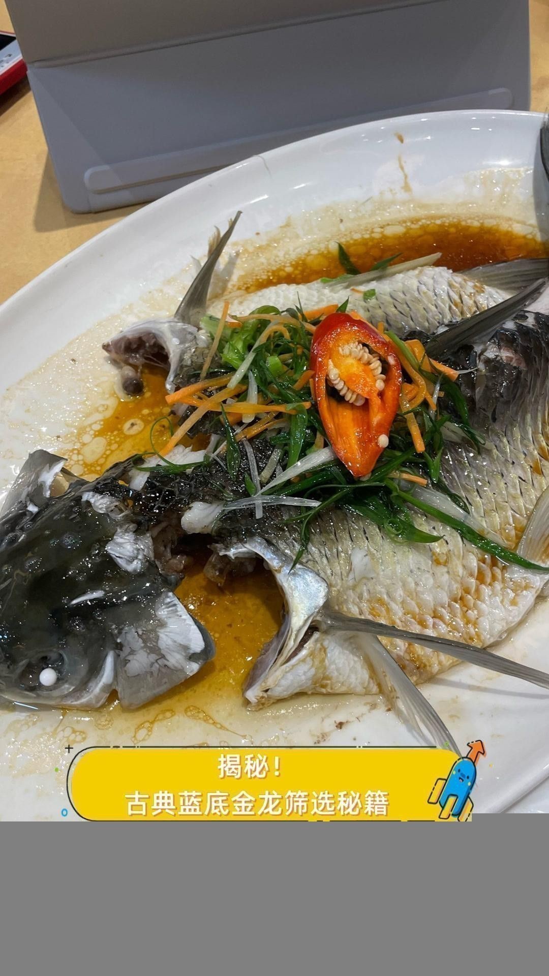 如何挑選高品質的古典藍金龍魚？