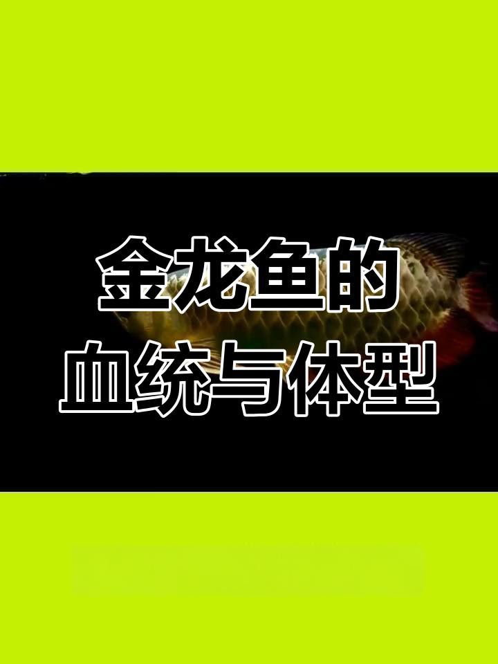 如何挑選高品質的古典藍金龍魚？