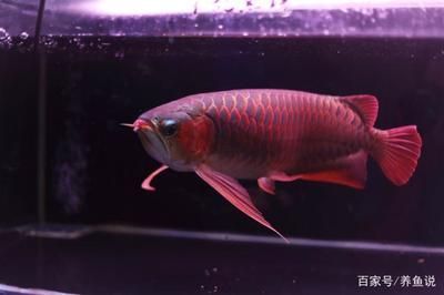 觀賞金龍魚多少錢一條（觀賞金龍魚價格詳細分析金龍魚價格多少錢一條） 觀賞金龍魚多少錢一條（觀賞金龍魚價格詳細分析金龍魚價格多少錢一條） 龍魚百科 第3張
