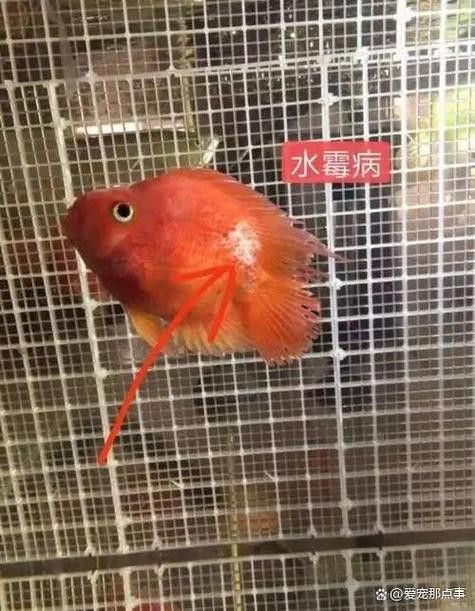 龍魚身上有白色絮狀物怎么治好呢圖片 龍魚身上有白色絮狀物怎么治好呢圖片 龍魚百科 第17張