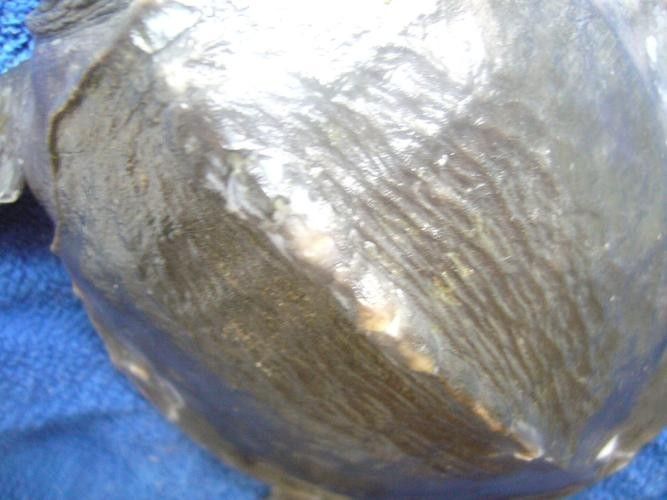 龍魚身上有白色絮狀物怎么治好呢圖片 龍魚身上有白色絮狀物怎么治好呢圖片 龍魚百科 第25張