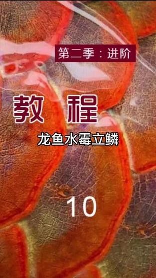 龍魚身上有白色絮狀物怎么治好呢圖片 龍魚身上有白色絮狀物怎么治好呢圖片 龍魚百科 第15張