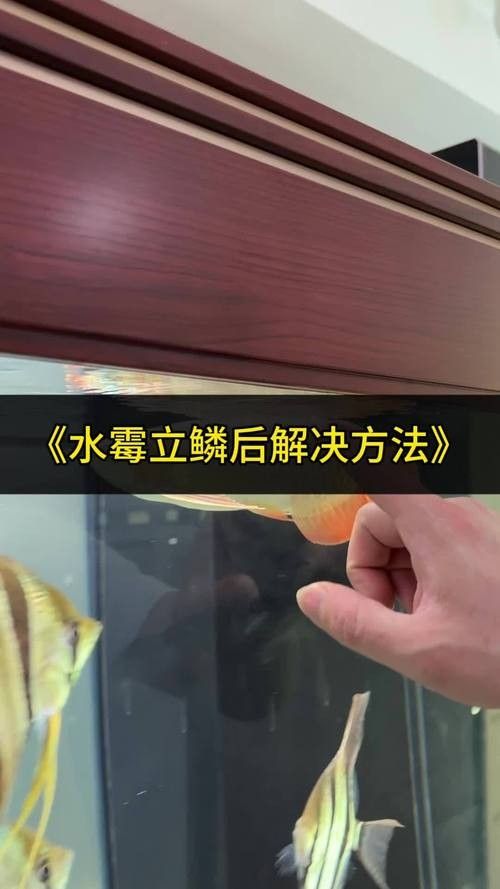 龍魚身上有白色絮狀物怎么治好呢圖片 龍魚身上有白色絮狀物怎么治好呢圖片 龍魚百科 第24張