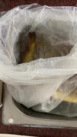 龍魚身上有白色絮狀物怎么治好呢圖片 龍魚身上有白色絮狀物怎么治好呢圖片 龍魚百科 第18張