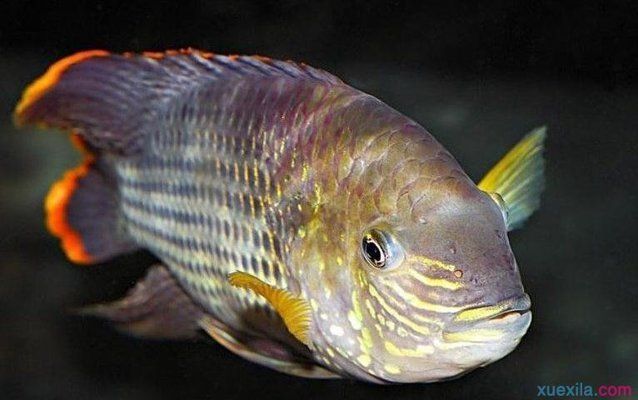 金龍魚怎樣養上色快一點視頻