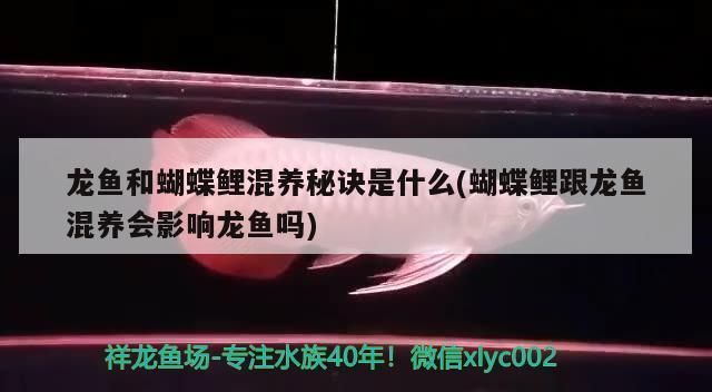 龍魚和蝴蝶鯉打架嗎：龍魚和蝴蝶鯉混養注意事項龍魚蝴蝶鯉可以和諧共處